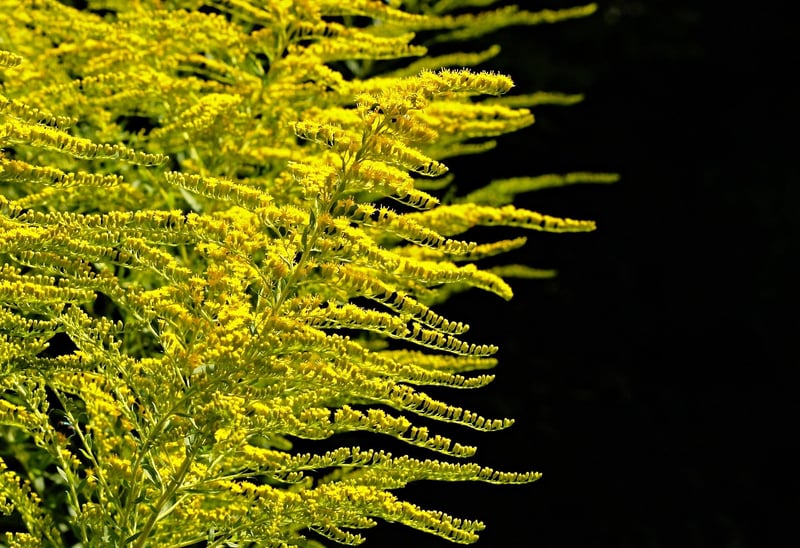 Bird-Friendly Plants