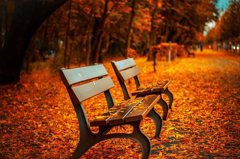 Autumn leaves