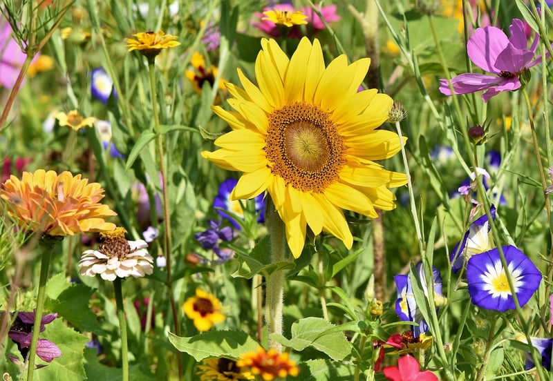 Garden Tour