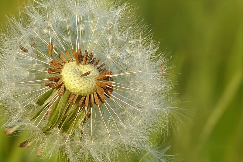 Seeds